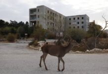 Εντυπωσιακές εικόνες με ελάφια στην Πάρνηθα