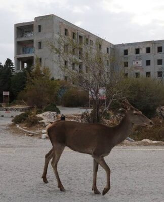 Εντυπωσιακές εικόνες με ελάφια στην Πάρνηθα