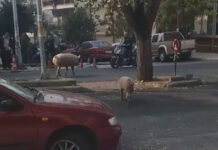 Γουρούνια πήγαν για… καφέ: Άναυδοι οι θαμώνες καφετέριας στη Θεσσαλονίκη