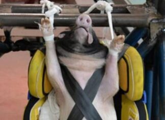 Εικόνες – ΣΟΚ: Δείτε πώς κάνουν crash test τα παιδικά καθίσματα