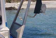 Ψαράδες – σωτήρες: Διέσωσαν από τη θάλασσα ένα… ελάφι