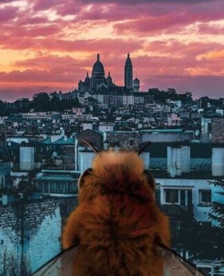 Αυτή είναι η πρώτη μέλισσα… influencer στο instagram!