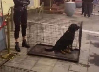 Σάλος στη Θεσσαλονίκη για ζωντανά σκυλιά που χρησιμοποιήθηκαν σαν… ντεκόρ.