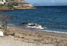 Θαλάσσιο κήτος ξεβράστηκε στην Κακιά Θάλασσα Κερατέας