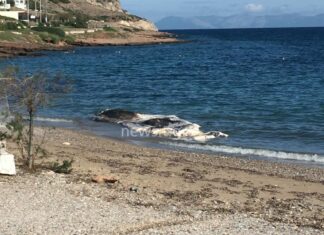Θαλάσσιο κήτος ξεβράστηκε στην Κακιά Θάλασσα Κερατέας