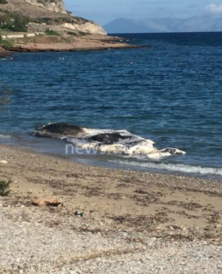 Θαλάσσιο κήτος ξεβράστηκε στην Κακιά Θάλασσα Κερατέας