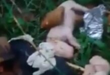 ΦΡΙΚΗ στην ΚΕΡΚΥΡΑ: Ασυνείδητος πέταξε κουτάβια σε λακκούβα με νερό για να πνιγούν (ΒΙΝΤΕΟ)