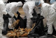 Εφιάλτης στην Ευρώπη – Επέστρεψε η γρίπη των πουλερικών