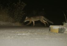 Αγρίνιο: Κρέμασαν αλεπού σε δέντρο και την άφησαν να ξεψυχήσει. Οργή για τους δράστες που παραμένουν άφαντοι