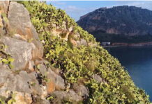 Αυτό είναι το "Φαρ-Ουέστ" της Ελλάδας: Αμέτρητοι κάκτοι δίπλα σε γνωστή πόλη
