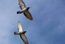 Μυστήριο: Περιστέρια φορούν… καπέλα και κάνουν τους πάντες να απορούν! (ΒΙΝΤΕΟ)
