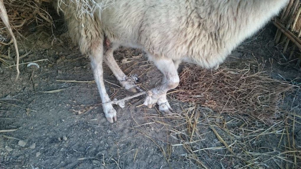 Πρόβατο με δεμένα τα πόδια ζωντανό ντεκόρ μέσα στη φάτνη στο Καστράκι της Νάξου - Εικόνα 5