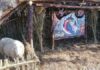 ΑΙΣΧΟΣ: Ζώα με δεμένα τα πόδια ζωντανό ντεκόρ μέσα στη φάτνη (ΦΩΤΟ)