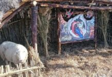 ΑΙΣΧΟΣ: Ζώα με δεμένα τα πόδια ζωντανό ντεκόρ μέσα στη φάτνη (ΦΩΤΟ)