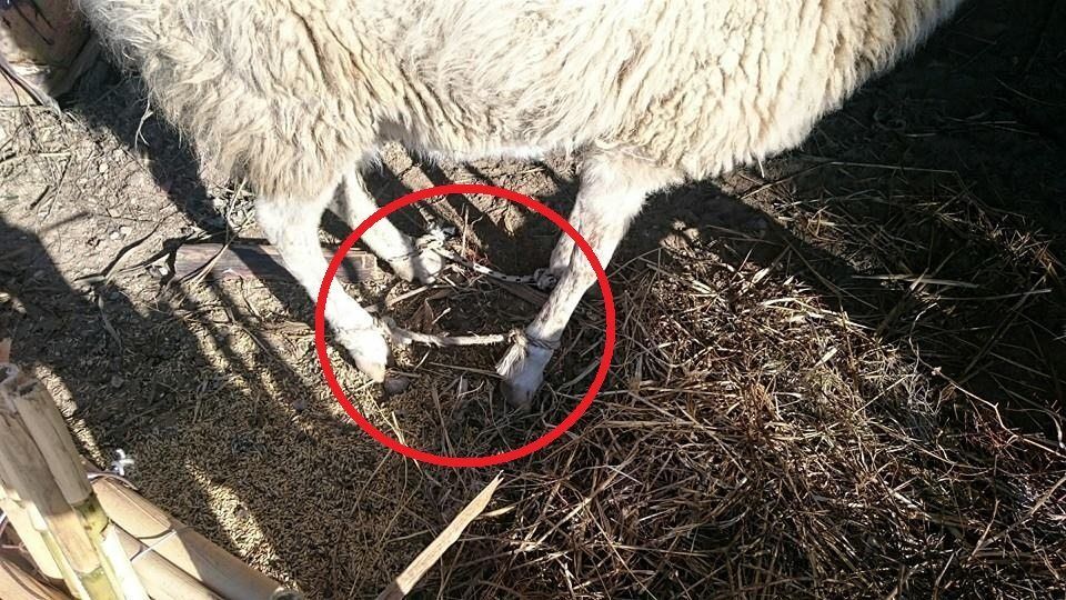 Πρόβατο με δεμένα τα πόδια ζωντανό ντεκόρ μέσα στη φάτνη στο Καστράκι της Νάξου - Εικόνα 7