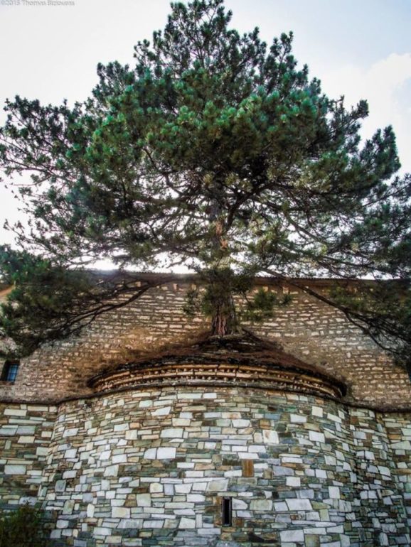 100 χρονών δέντρο μεγαλώνει μέσα σε εκκλησία στα Γρεβενά - Εικόνα 3