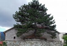 ΦΟΒΕΡΟ: 100 χρονών δέντρο μεγαλώνει στη σκεπή εκκλησίας στα Γρεβενά