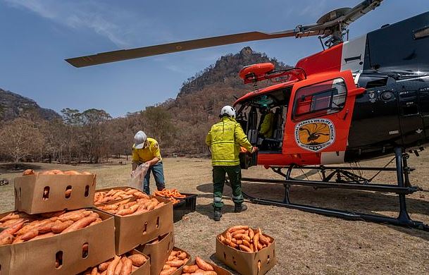 Πετούν από ελικόπτερα καρότα και πατάτες στα ζώα που λιμοκτονούν στην Αυστραλία - Εικόνα 2