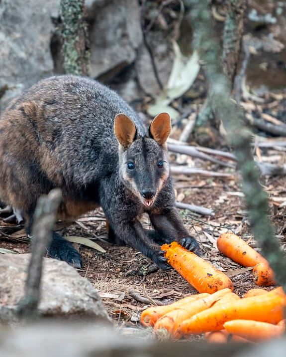 Πετούν από ελικόπτερα καρότα και πατάτες στα ζώα που λιμοκτονούν στην Αυστραλία - Εικόνα 3