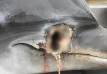 ΣΚΛΗΡΕΣ ΕΙΚΟΝΕΣ: Δελφίνι βρέθηκε νεκρό με σφαίρα στο κεφάλι
