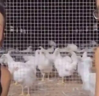 ΠΑΡΑΝΟΙΑ: Vegan αντιβίστριες επιτέθηκαν σε κόκορες επειδή «βίαζαν» τις κότες (ΒΙΝΤΕΟ)