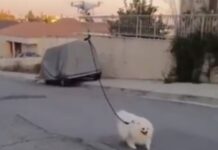 ΤΟ ΤΕΡΜΑΤΙΣΕ: Έβγαλε τον σκύλο βόλτα με… drone (ΒΙΝΤΕΟ)