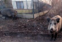 ΤΡΑΓΩΔΙΑ: Νεκρό 4χρονο αγοράκι – Το κατασπάραξαν αγριογούρουνα