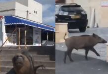 ΑΠΙΣΤΕΥΤΟ: Αγριογούρουνα και θαλάσσια λιοντάρια βολτάρουν στα αστικά κέντρα (ΒΙΝΤΕΟ)