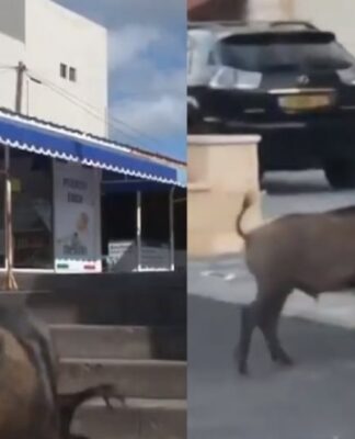 ΑΠΙΣΤΕΥΤΟ: Αγριογούρουνα και θαλάσσια λιοντάρια βολτάρουν στα αστικά κέντρα (ΒΙΝΤΕΟ)
