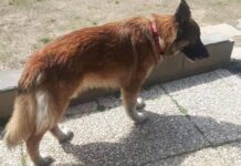 Θα δακρύσετε! Σκυλίτσα το έσκασε από το σπίτι της για να πάει στο αφεντικό της που πέθαινε!