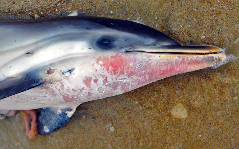Θάσος: Ξεβράστηκε νεκρό δελφίνι με σκάγια καραμπίνας στο σώμα του - Εικόνα 2