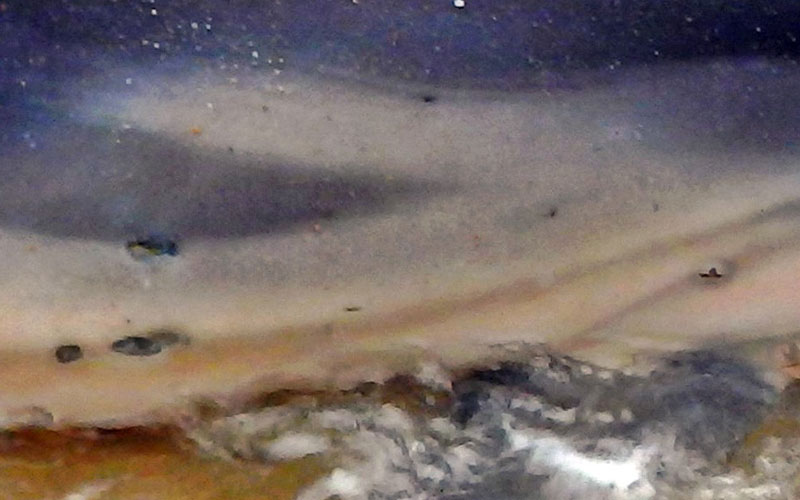 Θάσος: Ξεβράστηκε νεκρό δελφίνι με σκάγια καραμπίνας στο σώμα του - Εικόνα 3