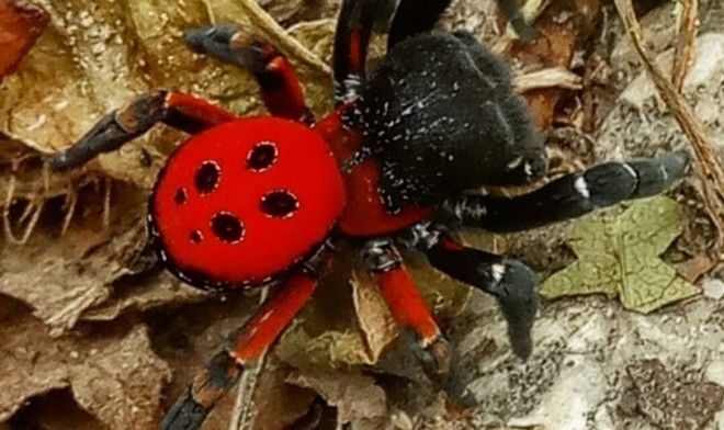 Σπάνια αράχνη εμφανίστηκε στα Τρίκαλα