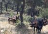 ΧΡΥΣΕΣ ΔΟΥΛΕΙΕΣ: Αλβανός με τρία μουλάρια έκοβε δέντρα στην Καστοριά