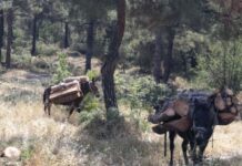 ΧΡΥΣΕΣ ΔΟΥΛΕΙΕΣ: Αλβανός με τρία μουλάρια έκοβε δέντρα στην Καστοριά