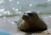 ΦΡΙΚΗ: Βρέθηκε νεκρή φώκια με τραύμα από κυνηγετικό όπλο