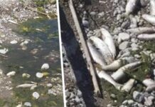 ΣΟΚΑΡΙΣΤΙΚΟ ΘΕΑΜΑ: Νεκρά ψάρια ξεβράστηκαν σε όχθη ποταμού