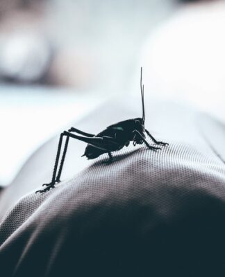 ΚΟΥΝΟΥΠΙΑ: Γιατί τσιμπούν εσάς και όχι τον διπλανό σας