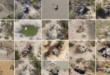 Μυστήριο: Μαζικοί θάνατοι ελεφάντων στη νότια Αφρική – Γιατί ανησυχούν οι επιστήμονες;