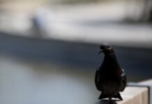 ΑΠΙΣΤΕΥΤΟ: Ανακαλύφθηκαν οστά από γιγάντιο περιστέρι