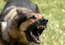 ΣΟΚ: Αγέλη σκύλων επιτέθηκε σε 17χρονη – Τη δάγκωσε 58 φορές!