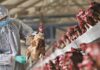 ΓΡΙΠΗ ΠΤΗΝΩΝ: Θα θανατωθούν 10.500 πτηνά στην Αγγλία!
