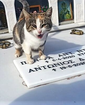 ΣΥΓΚΙΝΗΤΙΚΟ: Γατάκι ζει μόνιμα στον τάφο των ανθρώπων που το είχαν