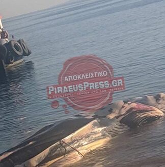 ΦΑΛΑΙΝΑ ΣΤΟΝ ΠΕΙΡΑΙΑ: Αποκλειστικά βίντεο & φωτογραφίες από την επιχείρηση απομάκρυνσης