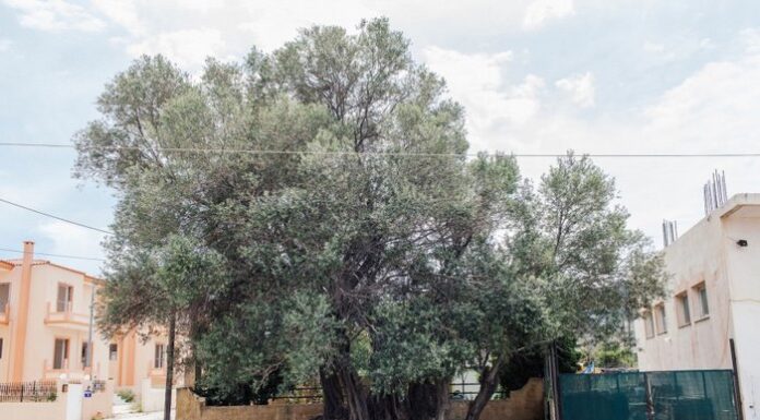 ΣΑΛΑΜΙΝΑ: Δείτε την ελιά που υπάρχει από τον καιρό της Ναυμαχίας του 480 π.Χ. (ΦΩΤΟ & ΒΙΝΤΕΟ)