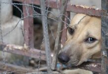 ΚΤΗΝΩΔΙΑ: Τύφλωσαν σκυλάκι και πυροβόλησαν γάτα!