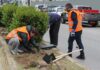 ΔΗΜΟΣ ΠΕΙΡΑΙΑ: Φυτεύτηκαν 300 φυτά στην νησίδα της λεωφόρου Θηβών! (ΦΩΤΟ)