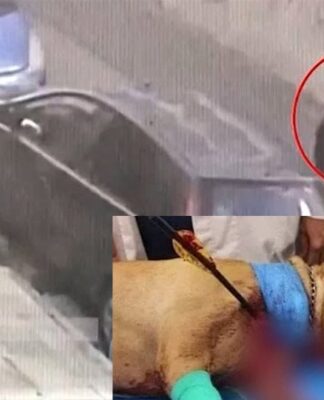 Συνελήφθη ο δράστης της δολοφονίας σκύλου με τόξο στην Πετρούπολη