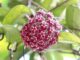 Hoya Plant: Ποια είναι η φυτομόδα που έγινε μανία