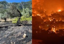 «Σημείο μηδέν»: Από εδώ ξεκίνησε η φωτιά στον Σχίνο Κορινθίας